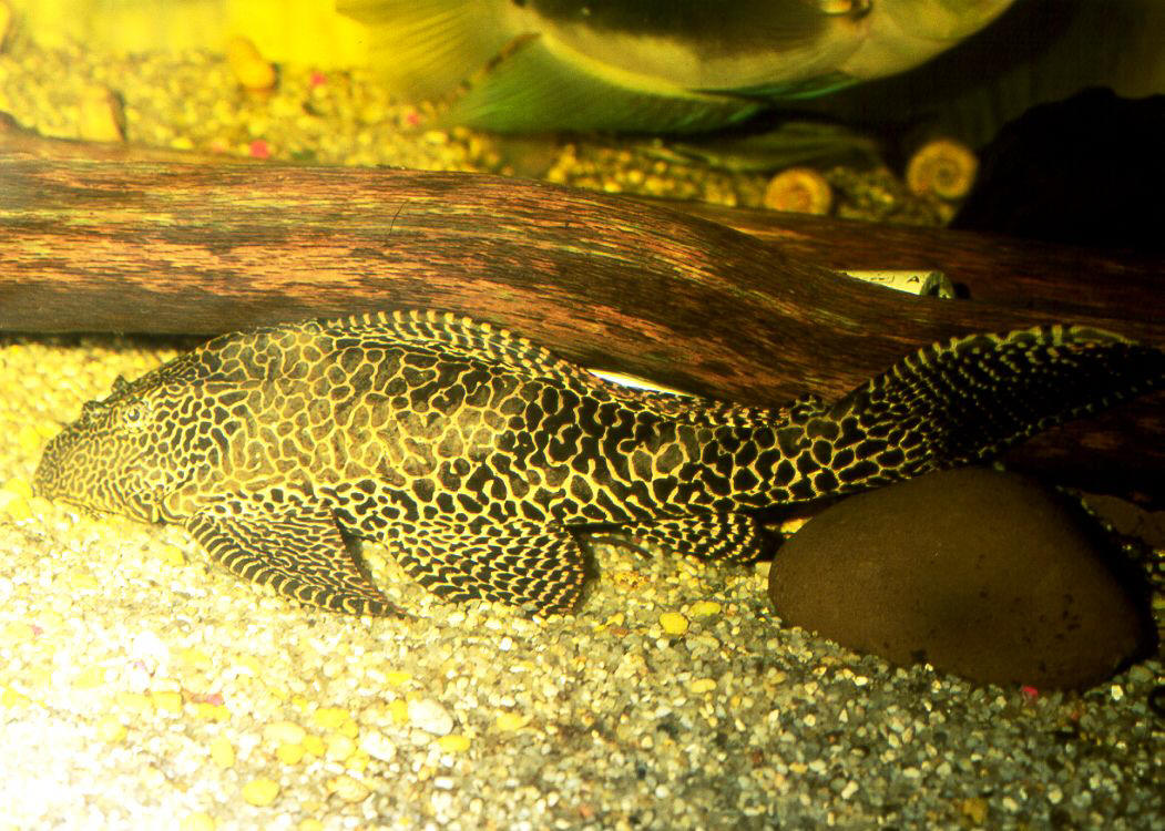 Pterygoplichthys gibbiceps